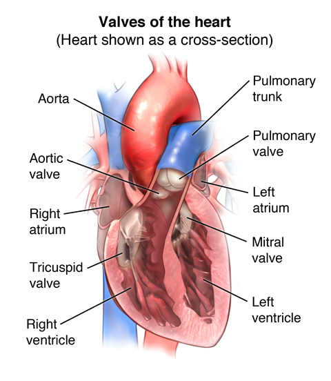 Diagram showing valves of the heart